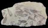 Fossil Fish (Gosiutichthys) Mortality Plate - Lake Gosiute #63157-1